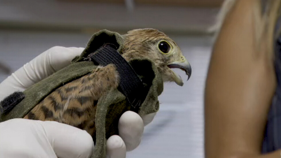 Отново на свобода: Как в Стара Загора ще върнат обратно в природата спасени птици?
