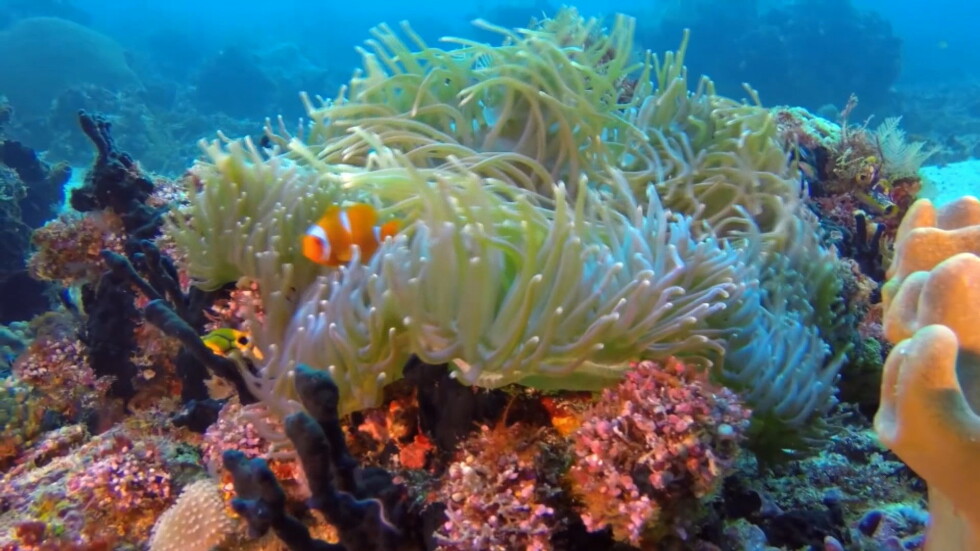 Учени откриха корал на повече от 400 г. в Големия бариерен риф