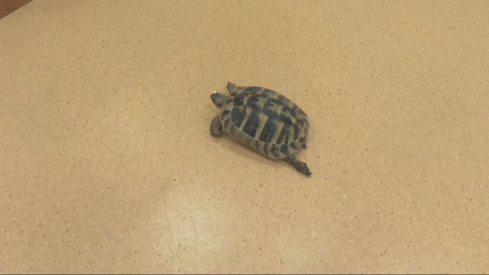 Спасиха дива костенурка с пробита с дрелка коруба в Сливен