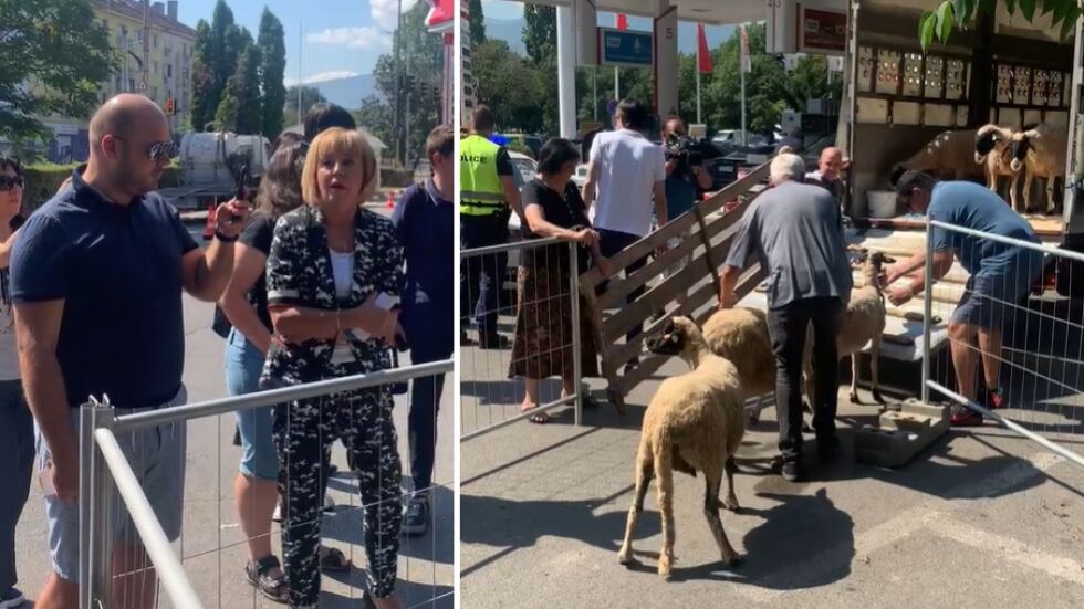 Със стадо овце пред бензиностанция: Мая Манолова с демонстрация (ВИДЕО)