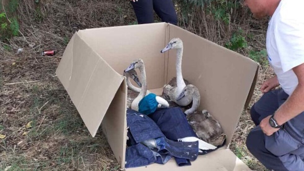 Спасиха семейство лебеди, опитващо се да стигне до Бургаското езеро