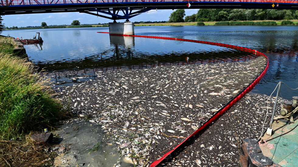 Екокатастрофа: Над 100 тона мъртва риба в река Одер