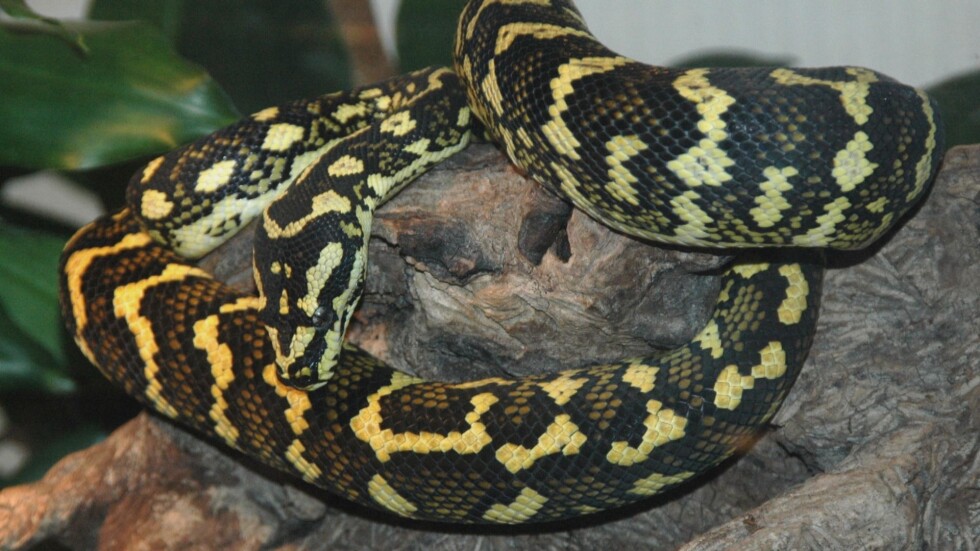 Собственикът на избягалия питон: Тази змия е абсолютно дружелюбна