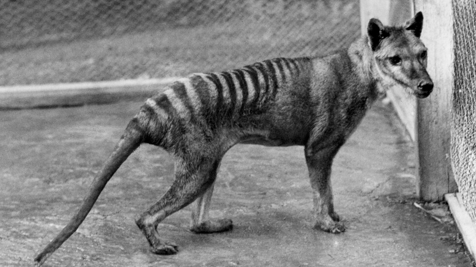  След 85 години: Останки от последния тасманийски тигър бяха открити в долап 