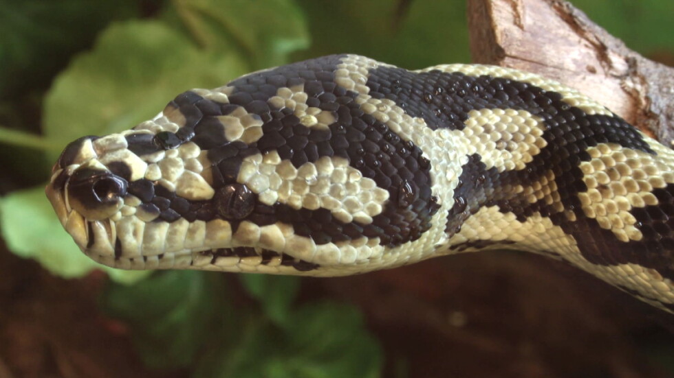 Кой контролира отглеждането на змии в домашни условия?