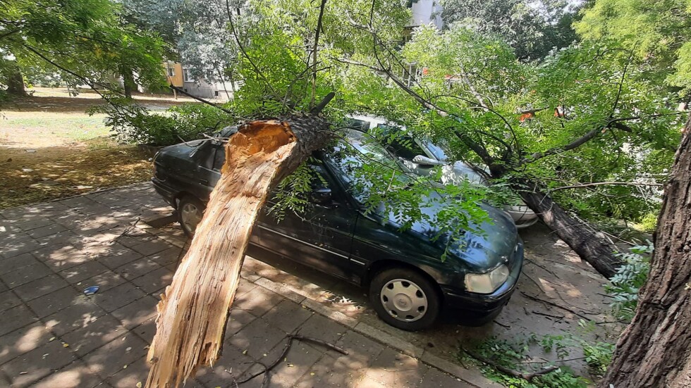 Два огромни клона на дърво паднаха върху три коли в Пловдив (СНИМКИ)