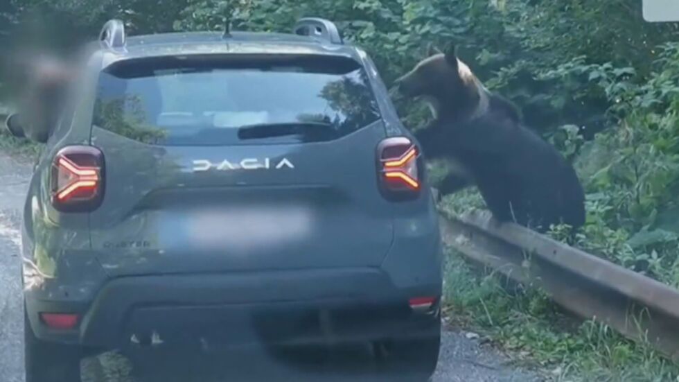 Риск заради снимка: Мечка почти влезе в кола на румънци (ВИДЕО)
