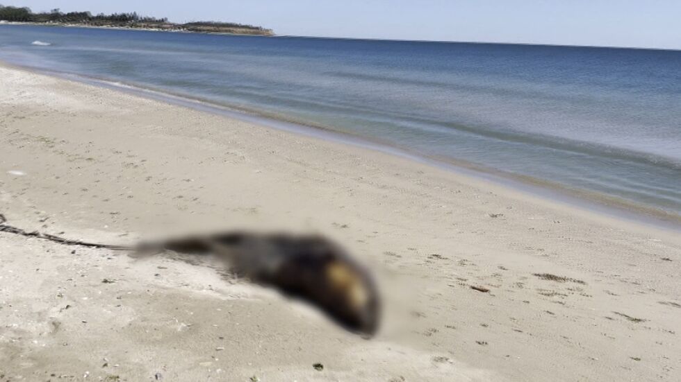  Сигнал до bTV: Мъртъв делфин от предпазен тип стои с дни на плаж в региона на Дуранкулак 