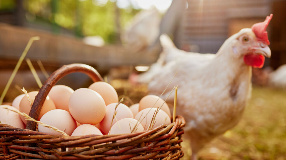 Цените на яйцата и пилешкото: По-скъпо родно производство от вносното
