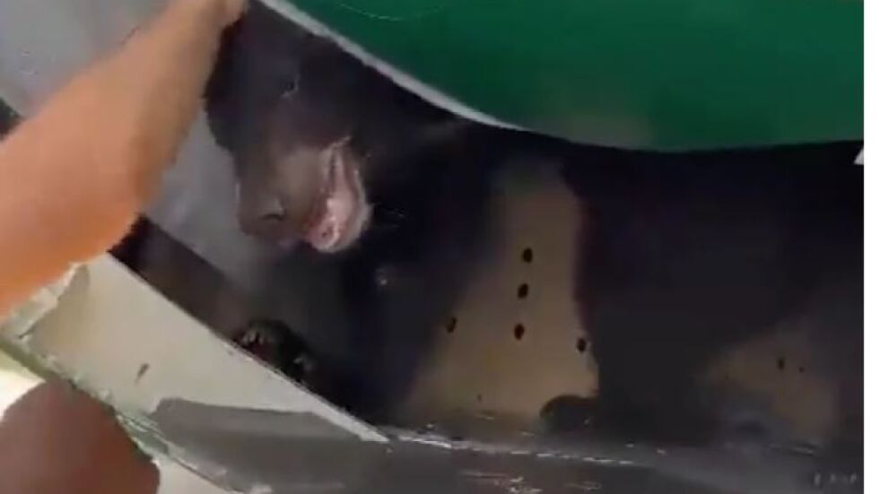 Самолет не успя да излети заради мечка в багажното (ВИДЕО)