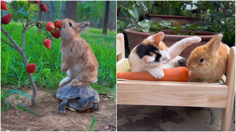 Зайче, костенурка, котка и ягоди – сладко видео с мъничко измама 