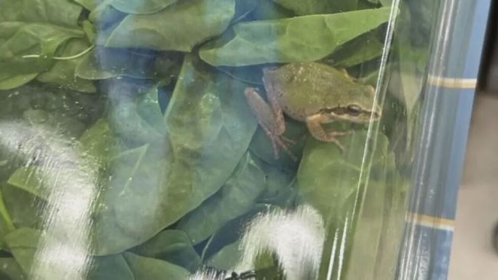 „Не исках да я убия, но не я исках и в храната си": Жена от Детройт откри жаба в пакет спанак от супермаркета (ВИДЕО)