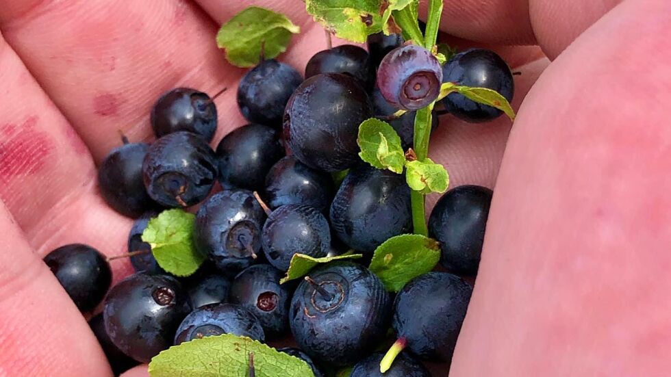 Боровинките: 10 фантастични ползи от консумацията на горските плодове