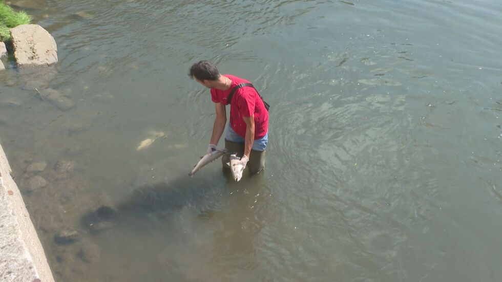 Хиляди умрели риби изплуваха в река Черна в Смолян