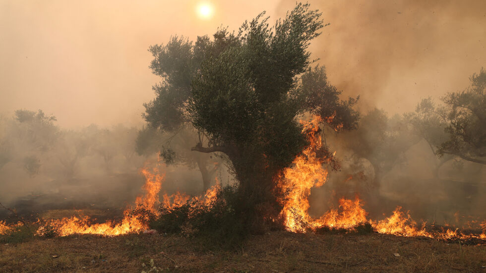 Пожарите в Гърция: Осемнадесет тела открити в гора