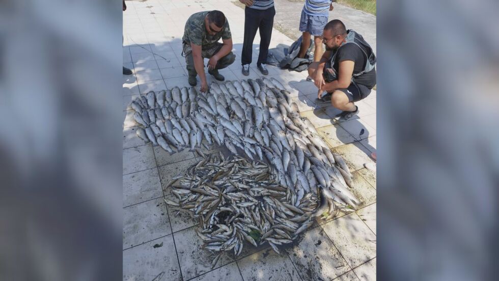 Замърсяване от градската канализация на Смолян е убило рибата в река Черна (ВИДЕО)