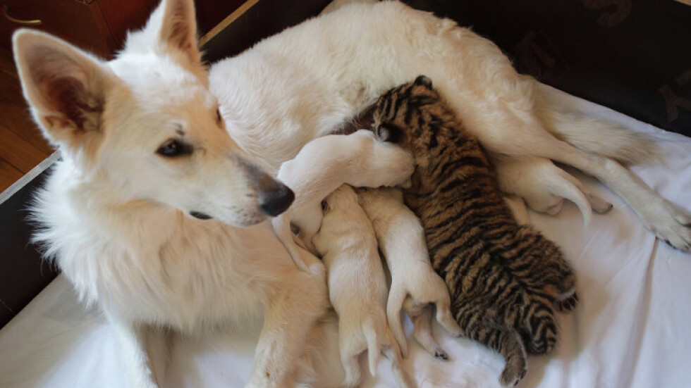 Куче стана приемна майка на три сибирски тигърчета
