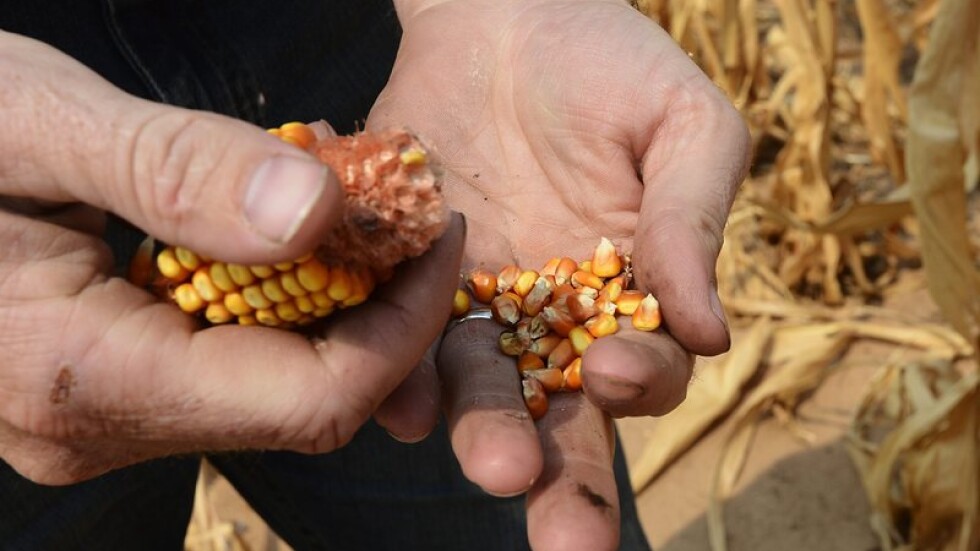Русия: България не контролира достатъчно фуражите за ГМО