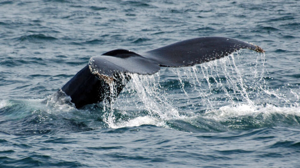 Неизвестна болест убива южните китове край бреговете на Патагония