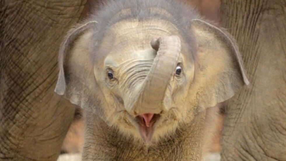 Вижте първата годинка на слончето Лили, събрана в две минути