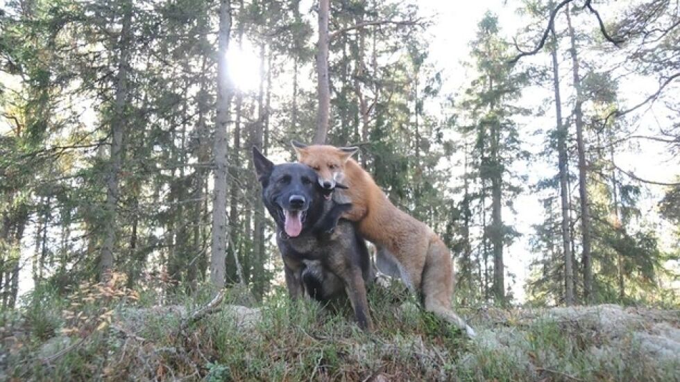 Кучето Тини и лисицата Снифър - нестандартно, но истинско приятелство