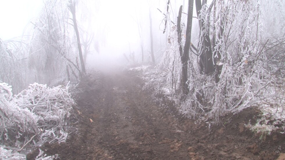 Една трета от гората край Белоградчик е унищожена от леда