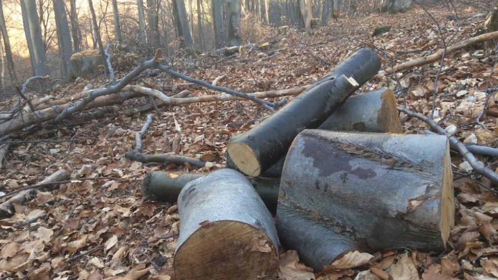Отново незаконна сеч на Витоша: Отрязани са стотици дървета в природния парк (СНИМКИ)