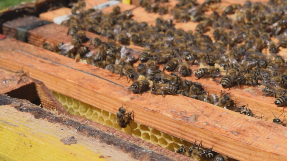 Ще има компенсации за отровените пчели 