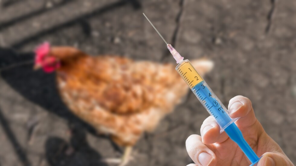 Четири огнища на птичи грип в страната