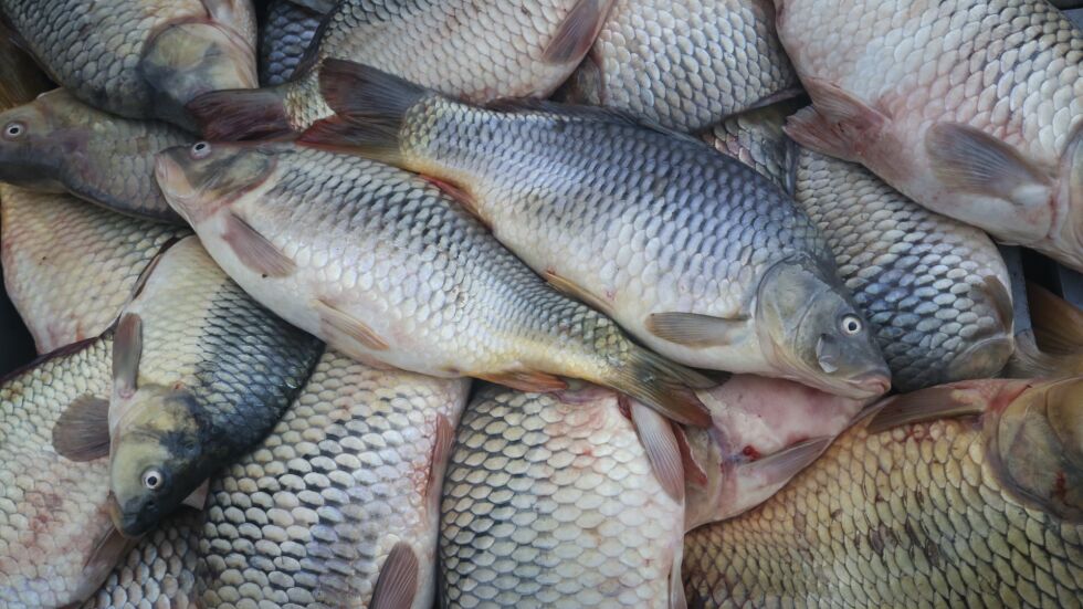 Проверки преди Никулден: Агенцията по храните проверява търговците на риба
