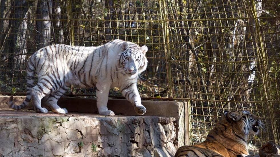 Бял бенгалски тигър радва посетителите на зоопарка в Стара Загора 