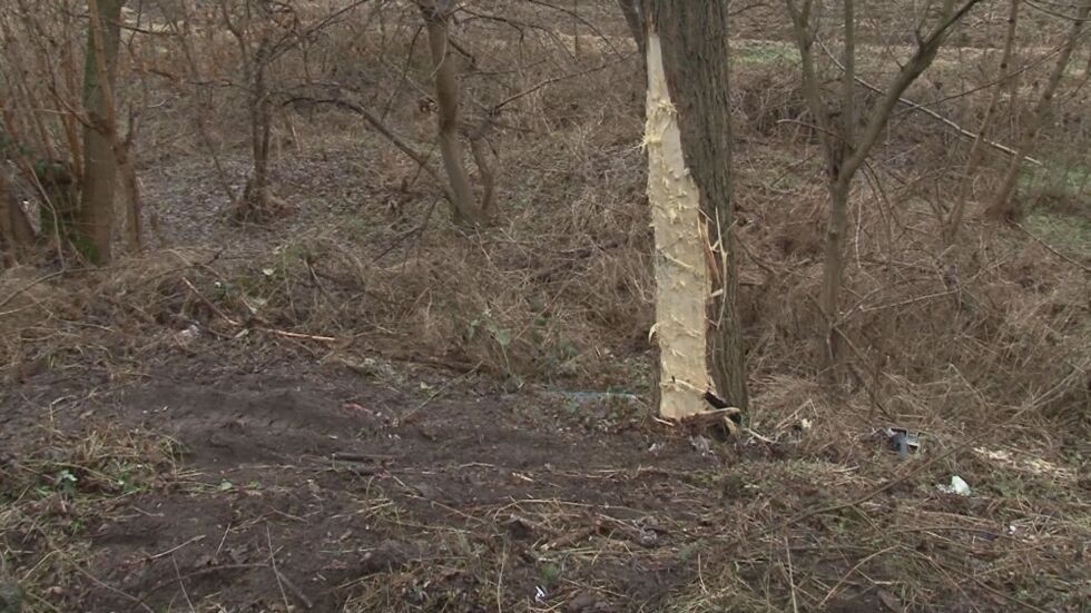 17-годишен шофьор без книжка се заби в дърво