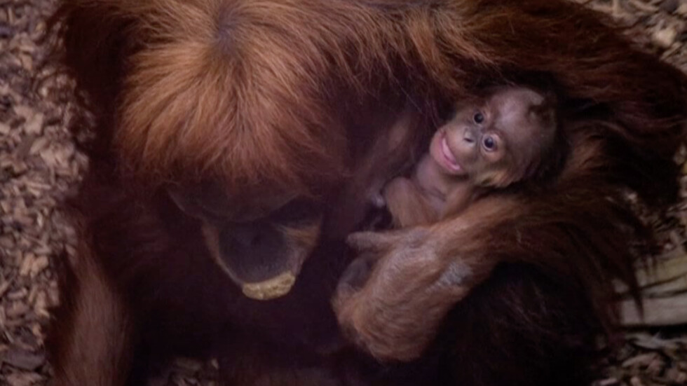 Бебе орангутан ще радва посетителите на британски зоопарк (ВИДЕО)