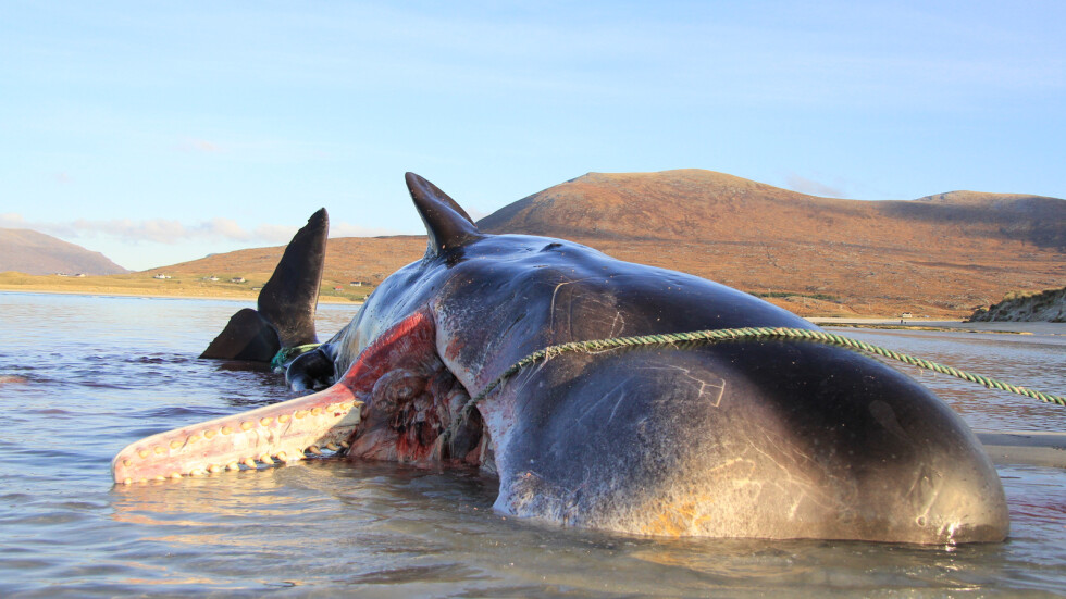 Откриха 100 кг боклук в стомаха на мъртъв кит (СНИМКИ)
