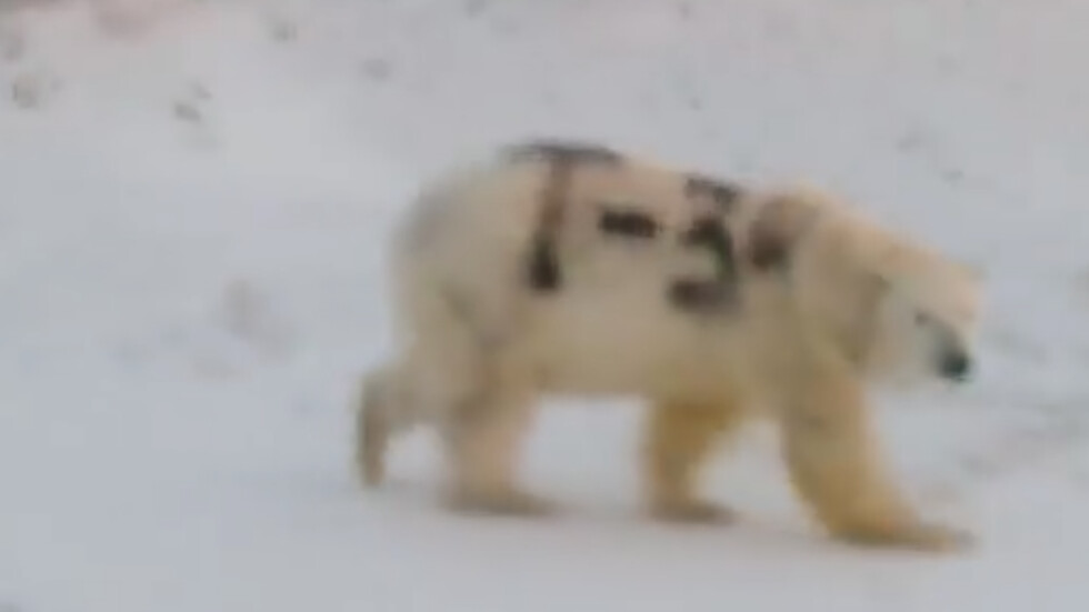 Руските власти разследват кой е боядисал полярна мечка с черен спрей (СНИМКИ и ВИДЕО)
