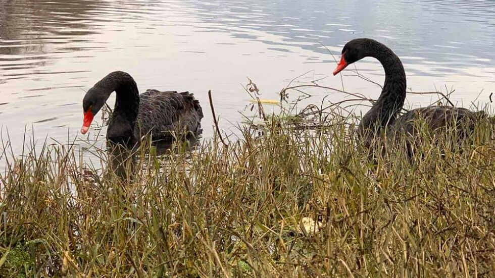 Откриха изчезналите черни лебеди от парк "Бачиново" в Благоевград