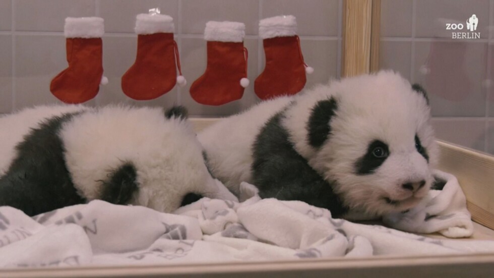 Бебета панди предизвикаха фурор в зоопарка на Берлин