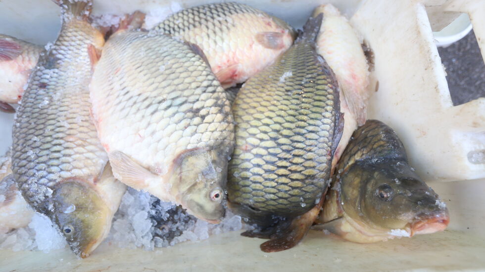 След проверките за Никулден - унищожават 217 кг риба 