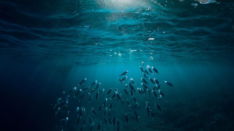 „Златната“  рибка с... годежен пръстен: Намериха бижу, изгубено в океана (СНИМКИ)