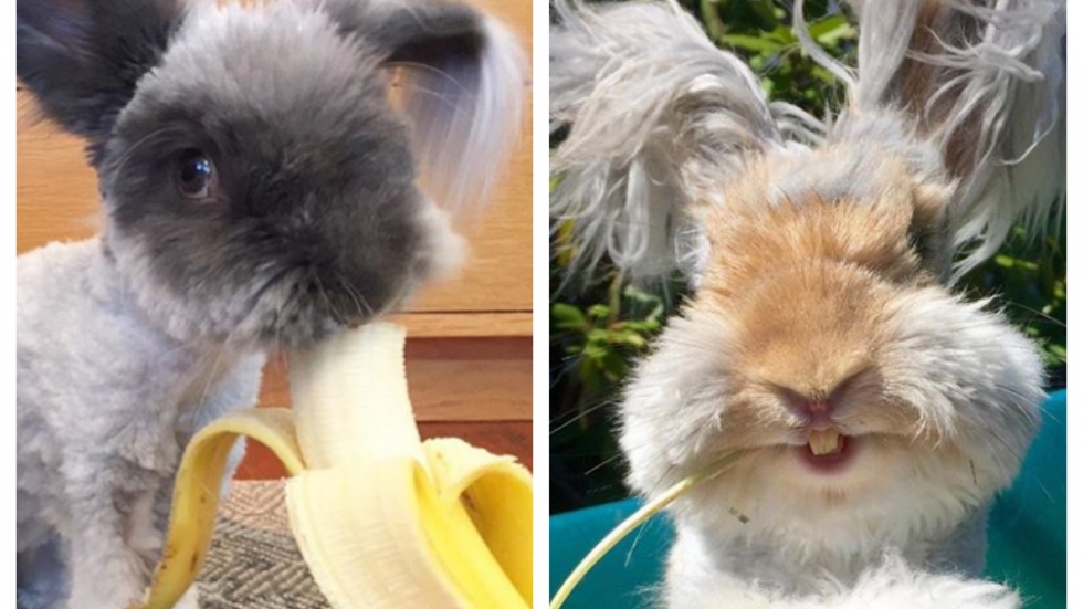 Тъжната история на Уоли - зайчето с най-големите уши, заради което всички заобичаха породата