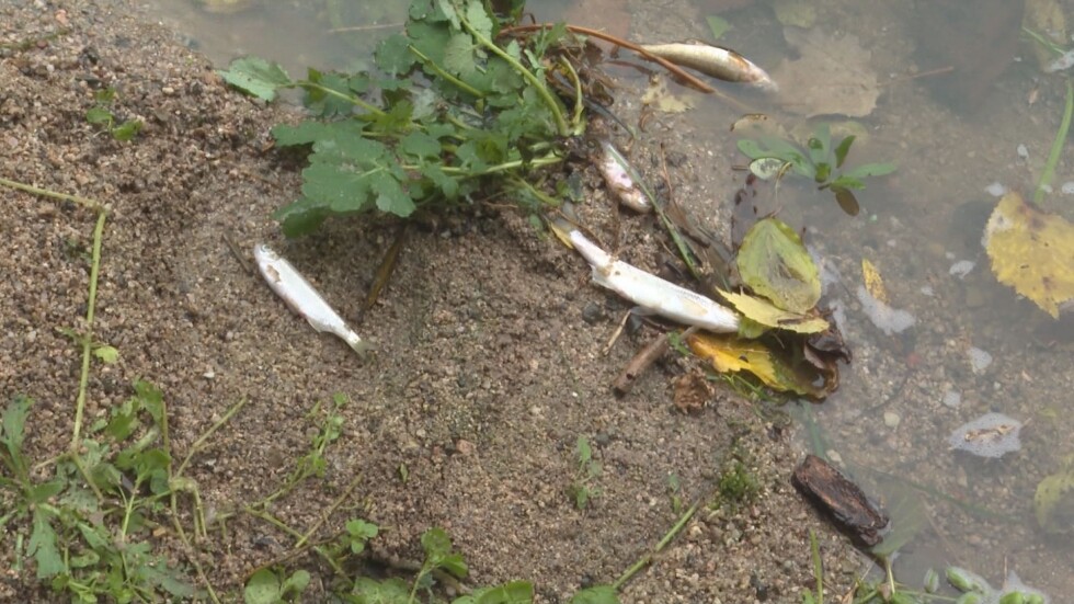 Отровена река: Кой е източникът на замърсяване на Сазлийка? 
