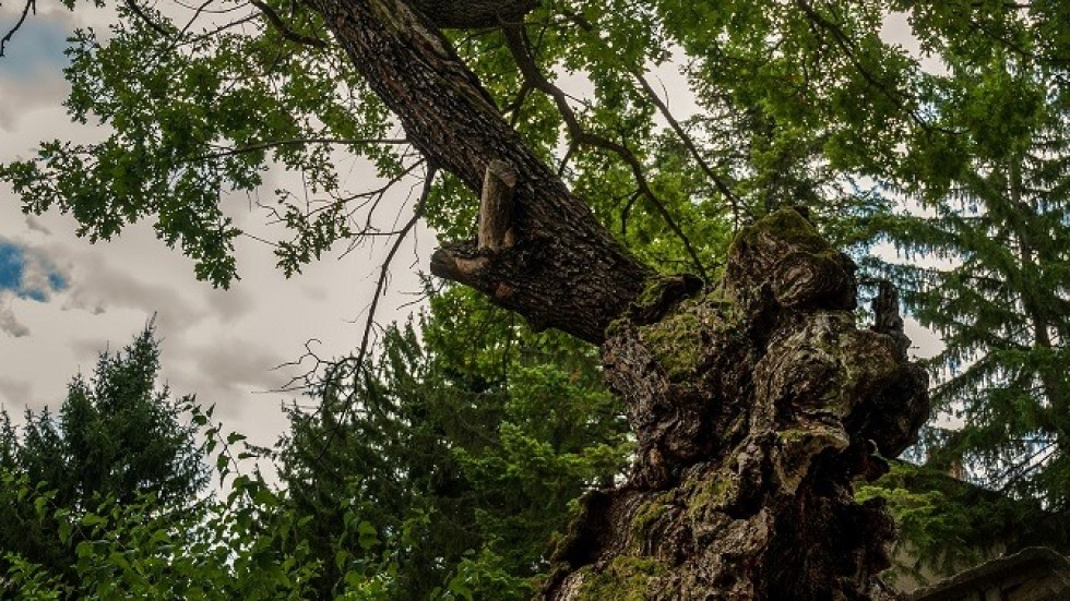 500-годишен дъб от Ново село спечели титлата „Дърво с корен 2019”
