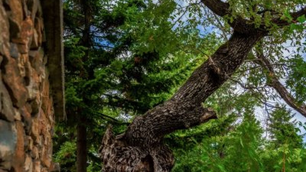 Петвековен дъб от Великотърновско спечели конкурса „Дърво с корен 2019”