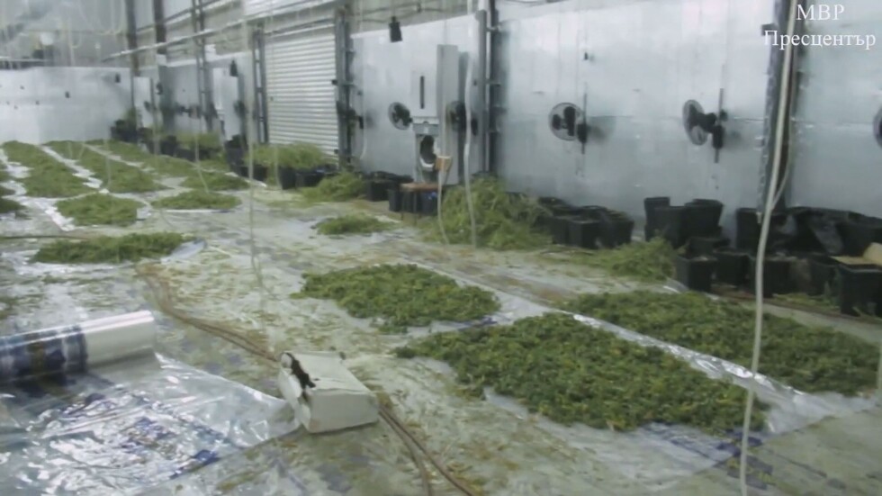 Как е функционирала най-голямата ферма за марихуана у нас?