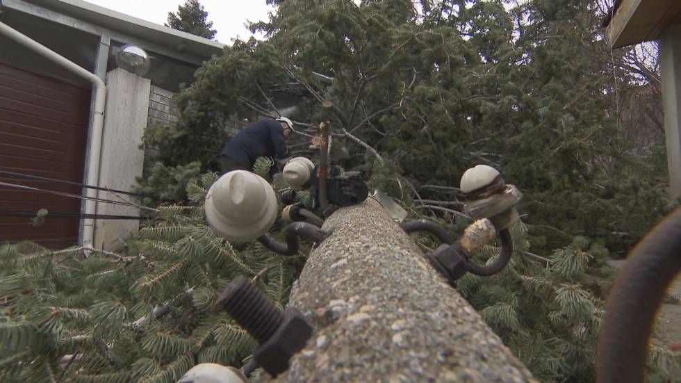 Паднали дървета и проблеми с тока заради силния вятър и в София