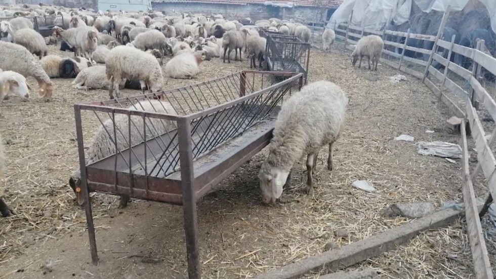 Безсънна нощ за семейството от Исперихово, чието стадо овце гладува след пожар в склад