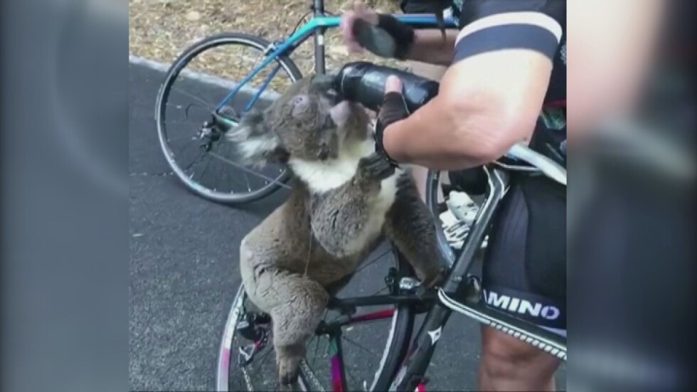 Велосипедисти дават вода на прежадняла от жегите коала (ВИДЕО)