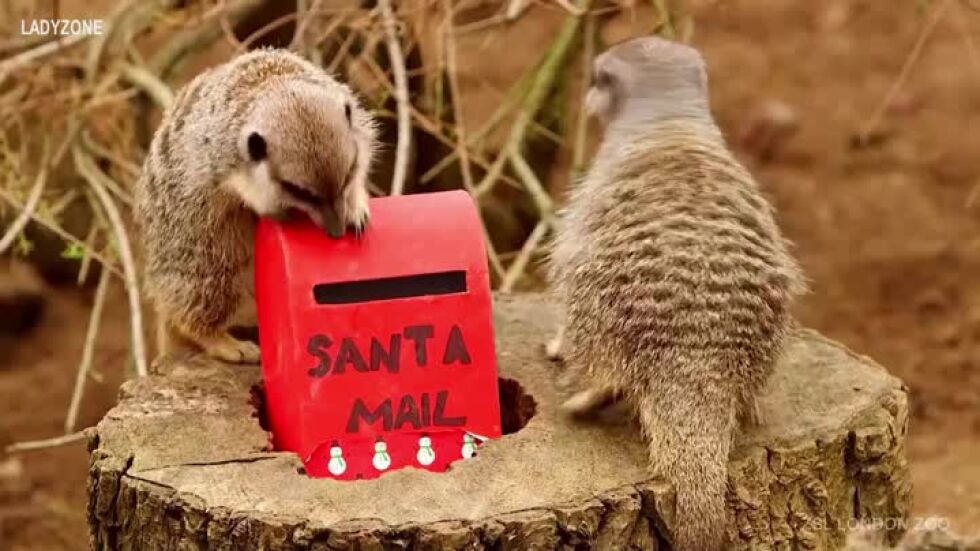 Обитателите на лондонския зоопарк в очакване на Коледа (ВИДЕО)