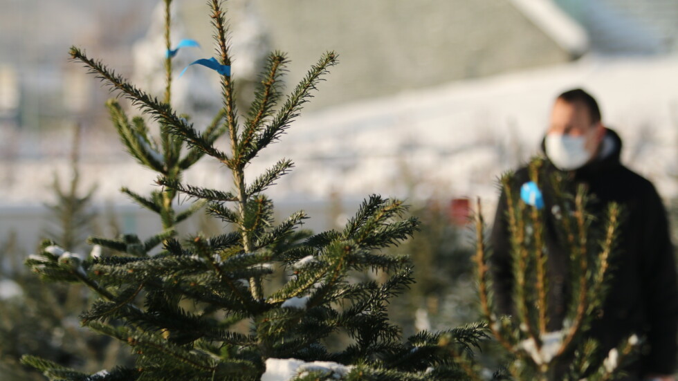 Коледните елхи: Траен спад в интереса към отсечени дръвчета