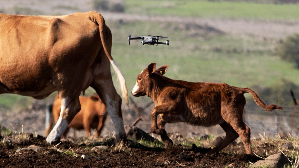 Каубойски… дронове: Безпилотници направляват стада в Израел (ВИДЕО)